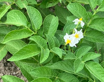A close-up view of a potato plant featuring lush, bright green leaves with a heavily textured, crinkly surface and prominent veins. Nestled among the foliage on the right side is a small cluster of delicate white flowers, each centered with a distinct, bright yellow, cone-shaped stamen. A small patch of dry, grey-brown garden soil is visible in the lower left corner.