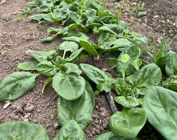 A close-up view along a row of leafy green spinach plants growing close to dry, crumbly brown soil. A thin black drip irrigation line runs directly through the center of the row, partially covered by the foliage. Several small grassy weeds are interspersed among the broad, slightly crinkled spinach leaves.