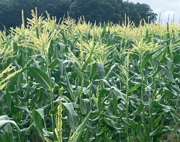 A dense field of tall, green corn plants, heavily topped with blooming pale yellow tassels. The broad, overlapping leaves create a thick canopy across the rows. To the right, a patch of bare, dry soil is visible along the field edge. A dark, solid treeline borders the background under a slightly overcast sky.