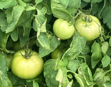 A close-up view of a tomato plant featuring several large, smooth, pale green unripe tomatoes hanging from their vines. The clustered fruit is nestled heavily among dense, slightly crinkled green leaves. A few smaller green tomatoes are partially visible in the background shadows.