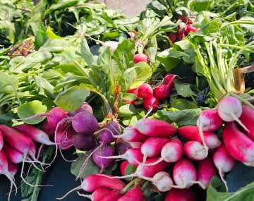 A vibrant, sunlit display of freshly harvested radishes grouped in bunches with their lush green tops attached. The foreground features elongated, bright pinkish-red radishes with white tips next to a bunch of round, deep purple radishes. Small, round red radishes are visible behind them. The bunches are secured with brown bands. Dark, crinkly kale leaves border the right side of the frame.