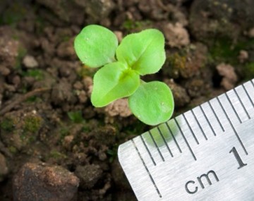 A close-up, top-down view of a very small, four-leaved green seedling freshly sprouted in dark, rough soil. A metal ruler showing millimeter and centimeter markings is positioned diagonally directly next to the plant to demonstrate scale. The entire seedling is smaller than one centimeter across.