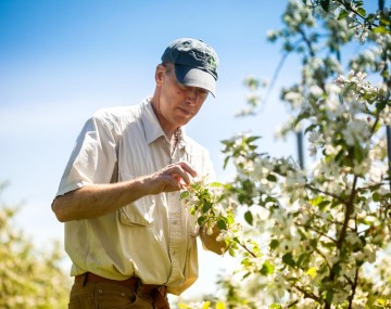Faculty member Bryan Danforth collects bee specimens while conducting research in an apple orchard.