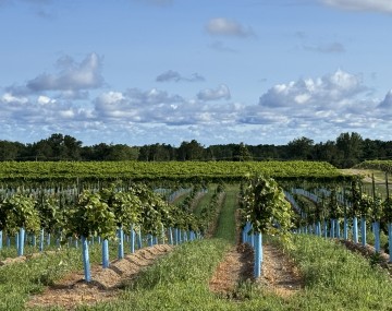 New Vineyard Planting at CLEREL